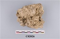 藏品(珊瑚化石)的圖片